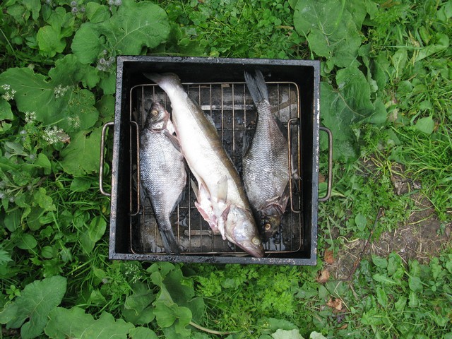 Закладка рыбы в коптильню